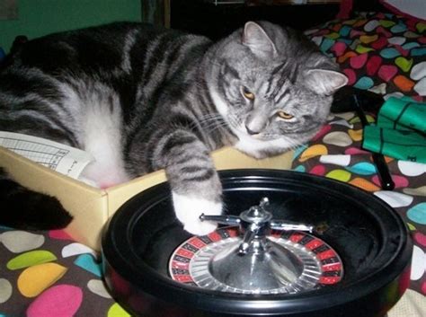  i wild casino cat